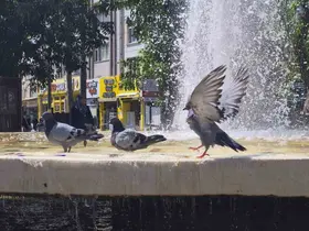 Fıskiyelerin altında kanat çırparak doyasıya serinlediler

