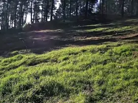 Ganos Dağları’nda karaca sürüsü fotokapana yansıdı

