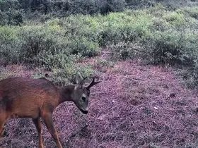Ganos Dağları’nda karacalar fotokapana yakalandı
