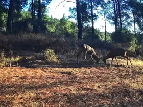 Ganos Dağları’nda nefes kesen mücadele: İki karaca boynuz boynuza
