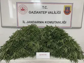 Gaziantep’te 116 kök kenevir ele geçirildi: 9 gözaltı
