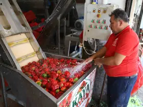 Gaziantep’te kışlık salça mesaisi başladı
