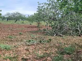 Gaziantep’te ‘süper hücre’ tarım alanlarını vurdu

