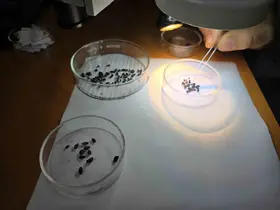 Geç Bronz Çağı’ndan Milenyum Çağına yeşil mercimeğin ana vatanı Yozgat
