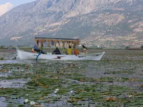Geçen yıl kuraklık, bu yıl ise aşırı yağışlar nilüferlerin görsel şölenini geciktirdi

