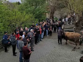 Geçmişten günümüze: Kemaliye’de şükür kurbanı

