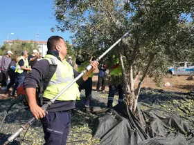 Gençler zeytin hasadını sahada öğrendi
