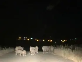 Gercüş’te domuz sürüleri tarım alanlarına zarar veriyor
