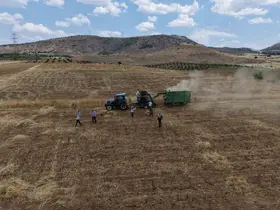 Gercüş’te kavurucu sıcakta ’oyun havalı’ hasat

