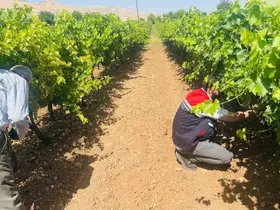 Gercüş’te tarım ekiplerinden bağ küllemesine karşı yerinde inceleme
