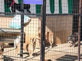 Germencik’te barınaktaki can dostlar yuvalarını bekliyor
