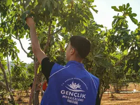 Germencik’te gönüllü gençler incir hasadına katıldı
