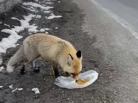 Gezen tilki nasibini buldu
