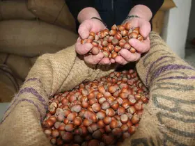 Giresun’da fındık fiyatları düşük seyrini sürdürüyor
