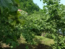 Giresun’da kahverengi kokarcaya karşı samuray arıları doğaya salındı
