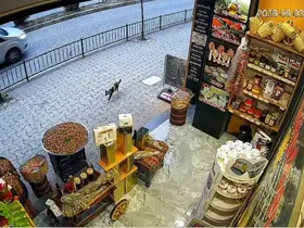 Giresun’da kedinin devirdiği çuvaldaki cevizleri yoldan geçen vatandaşlar topladı
