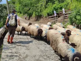 Giresun’da yayla göçü başladı
