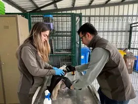 Göç yolculuğunda yaralanan yavru leylek sağlığına kavuştu
