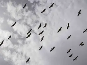 Göç yolculuğunu tamamlayan leylekler, martılarla aynı alanda buluştu
