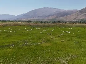 Göç yolundaki leyleklerin Erzincan molası havadan görüntülendi
