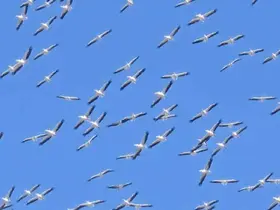 Göç yolundaki leyleklerin gökyüzündeki dansı böyle görüntülendi
