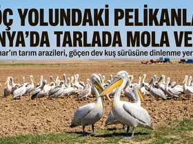 Göç yolundaki pelikanlar Konya'da tarlada mola verdi