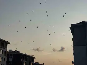 Göç yolunun değişmeyen misafirleri Osmaniye semalarında

