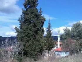 Göktepeliler, asırlık ağaca sahip çıkıyor
