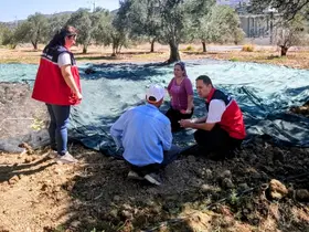 Gömeç te Zeytin Hasadına başlandı
