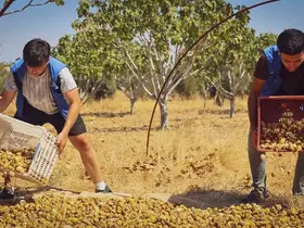 Gönüllü gençler incir üreticisinin alın terine ortak oldu
