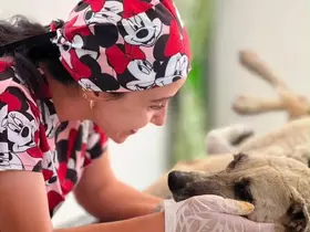 Gözüne bağ çubuğu saplanan köpek yeniden hayata tutundu
