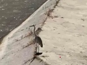 Gri balıkçıl ile martı aynı karede av bekledi
