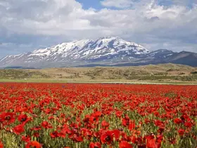 Gülistan Ovası gelinciklerle kırmızıya büründü
