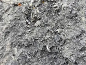 Gümüşhane’de milyonlarca yıllık deniz fosili yatağı bulundu
