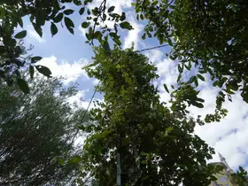 Gümüşhane’de üzüm sarmaşıkları elektrik direğini ağaca çevirdi
