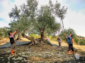 Güney Marmara’da zeytin hasadı başladı, üreticinin gözü fiyatta

