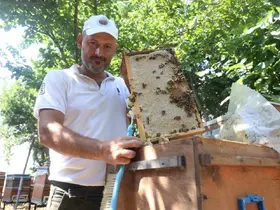 Günler süren yağışlarla birlikte açan çiçekler arıları sevindirirken bal hasadı yüz güldürdü
