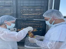 Habur Sınır Kapısında taze hurma ithalatına sıkı denetim
