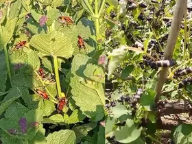 Hakkari’de çekirge istilası
