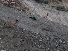 Hakkari’de dağ keçileri görüntülendi
