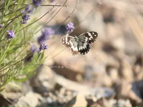 Harput’ta lavanta üzerindeki kelebeklerden görsel şölen
