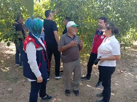 Hasat öncesi ceviz bahçelerinde inceleme yapıldı

