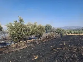 Hassa’da zeytinlik alan ve anız yangını geniş alana yayılmadan söndürüldü
