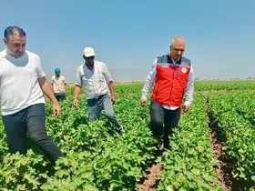 Hatay’da pamuk tarlaları incelendi
