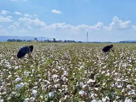Hatay’da pamuk ve soya ekili araziler kontrol edildi
