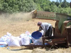 Hataylı çiftçilerin kavurucu sıcakta tozlu mesaisi sürüyor
