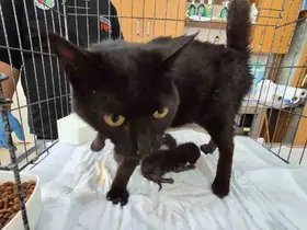 Havalandırma boşluğuna düşen kedi ve yavruları kurtarıldı
