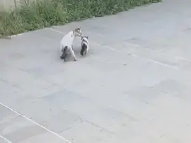 Havalandırma boşluğuna düşen yavru kediyi itfaiye kurtardı
