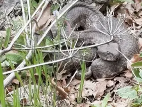 Havaların ısınmasıyla birlikte yılanlarda çıkmaya başladı
