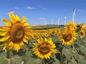 Hayrabolu’da ayçiçeği tarlaları görsel şölene dönüştü
